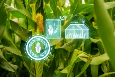 Mısır tarlaları perspektifi, mısır tarlası, büyüyen bitkiler ve tarım endüstrisi kavramı.