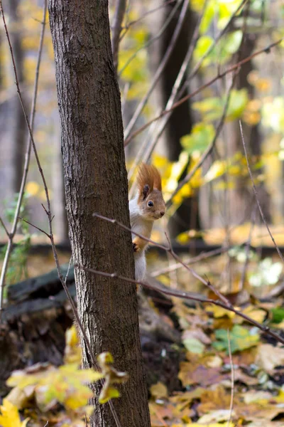 Eichhörnchen Auf Einem Baum Einem Herbstpark Nagetiere Der Natur — Stockfoto