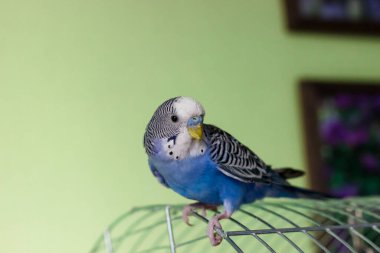 Mavi renkli Budgerigar yeşil arka planda bir kafeste oturur.