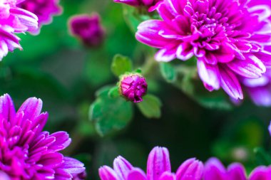 Top view of an undiscovered chrysanthemum bud. Macro photo of flowers