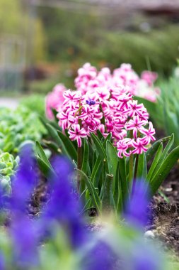 Baharda şehir parkında. Pembe sümbüller yakın plan. Bahar kartpostalı