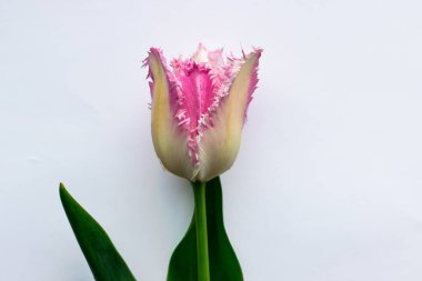 Beyaz arka planda laleler. Mesaj alanı olan bir kartpostal. Bir pembe lale.