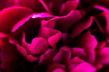 Şakayıklara yakın çekim. Kapalı çiçekli kartpostal.