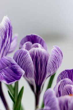 Crocus is purple-white in color close-up. Side view