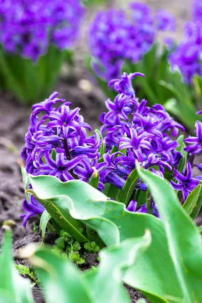 City Park in spring. Purple hyacinths close-up. Spring postcard