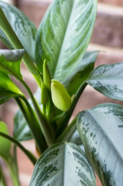 Dieffenbachia tropikal bitkisi güneşli bir pencere pervazında. Ev çiçekleri konsepti.