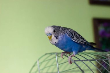 Mavi renkli Budgerigar yeşil arka planda bir kafeste oturur.