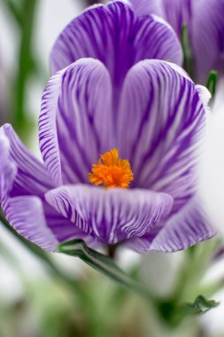 Crocus is purple-white in color close-up. Macro-photo