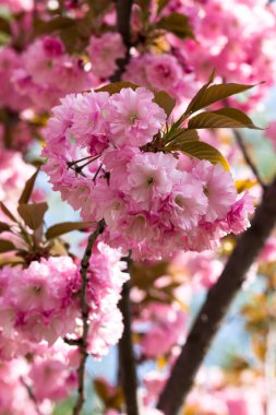 Blooming cherry blossoms close-up. Beautiful spring postcard. Selective focus