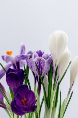 Spring postcard. Folet and white crocuses on a white background. Side view