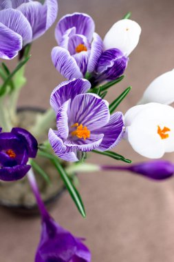 Bahar kartpostalı. Crocus 'lar kahverengi arka planda mor ve beyazdır. Üst görünüm