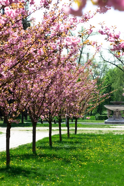 Alley Cherry Blossoms Beautiful Spring Park — Fotografia de Stock