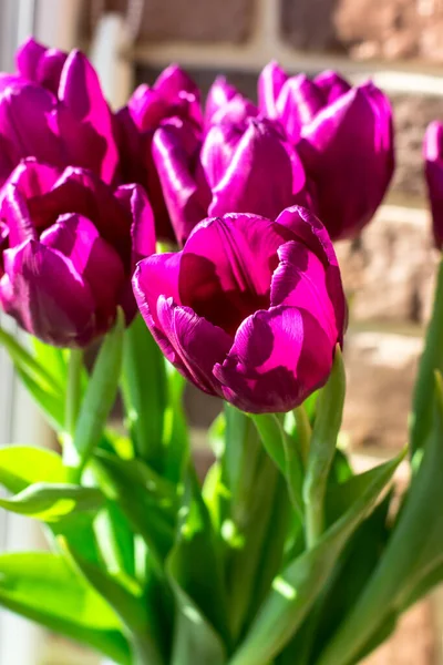Strauß Lila Tulpen Fenster Frühlingsstrauß — Stockfoto