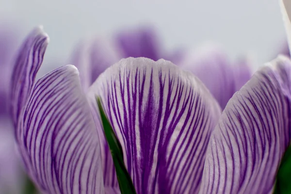 Crocus 'un taç yaprağı yakın plan olarak mor-beyazdır. Makro fotoğraf