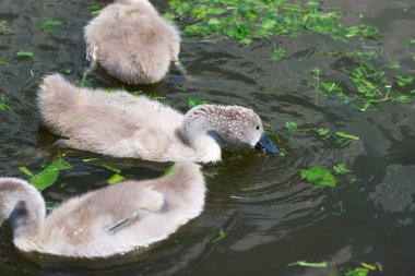 Yavru kuğular gölde ot yer. Şehir parkında cygnet