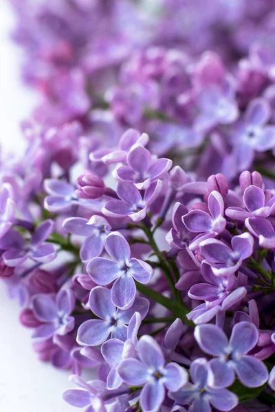 Postal Con Lilas Moradas Hermosas Flores Primavera —  Fotos de Stock