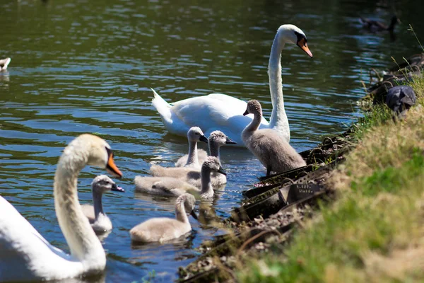 White swans in the city park. Baby swan with his parents on the lake.
