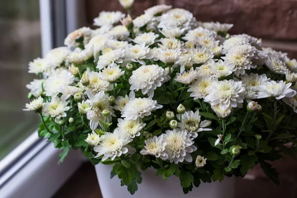 Fresh chrysanthemums on the windowsill. Indoor flowers in the interior
