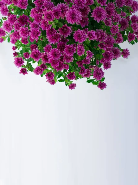 Purple chrysanthemums on a white background. Space for text. Indoor