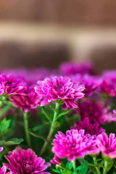 stock image Purple chrysanthemums close-up. Macro shooting, selective focus