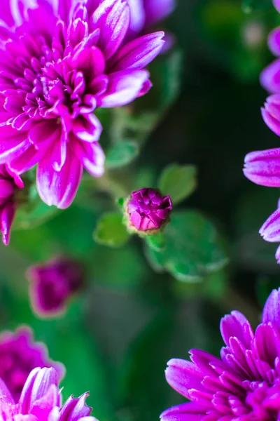 Верхний Вид Неизведанного Бутона Хризантемы Макро Фото Цветов — стоковое фото