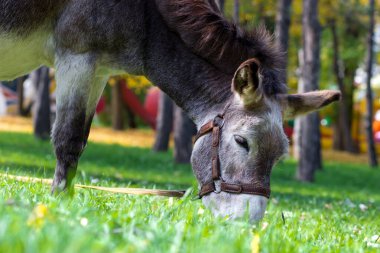 Bir eşek şehir parkındaki çimenleri topluyor. Ukrayna, Zaporozhye, Park Oak Guy