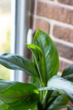 Dieffenbachia tropikal bitkisi güneşli bir pencere pervazında. Ev çiçekleri konsepti.