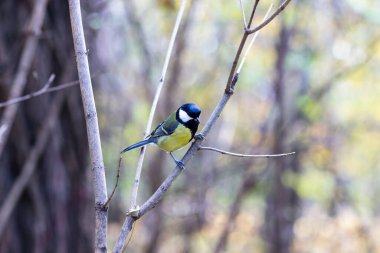 Great tit, parus major, sitting on rosehip in autumn nature. Small yellow feathered animal resting on tiny twig.