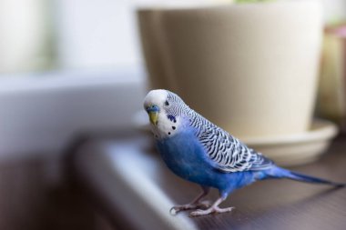 Pencere kenarında, saksıların arasında Budgerigar.