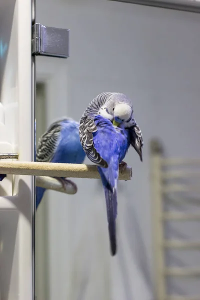 Ένας Μπλε Παπαγάλος Βουρτσίζει Φτερά Μια Πέρκα Κοντά Στον Καθρέφτη — Φωτογραφία Αρχείου