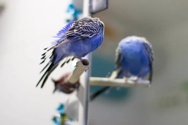 Budgerigar Azul Escova Penas Poleiro Perto Espelho — Fotografia de Stock