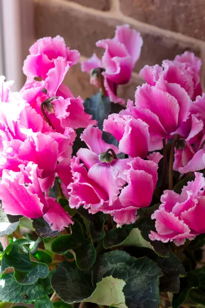 Яркий Красивый Цветок Помещении Цикламен Фиолетового Цвета Открытка — стоковое фото