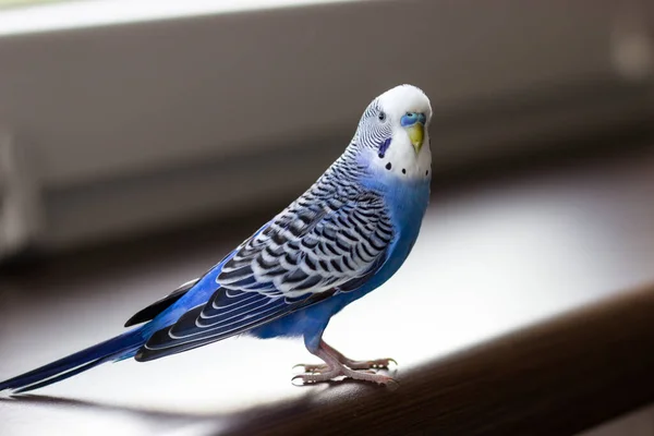 Gros Plan Sur Buderigar Bleu Pet Sur Rebord Fenêtre — Photo