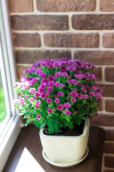 Indoor flowers in the interior. Bouquet of juicy chrysanthemums on the windowsill
