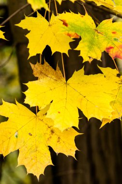 Renkli ıslak sonbahar akçaağaç yapraklarının arkaplanı