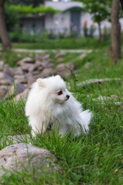 Yürüyüşe çıkmış şirin küçük beyaz tükürük. Parktaki gölün kıyısındaki beyaz köpek