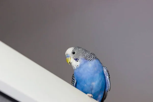 Niebieski Budgerigar Patrzy Dół Zwierzęta Domowe — Zdjęcie stockowe