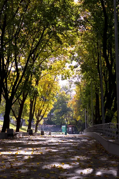 Шлях Осіннього Парку Засипають Кленовим Листям Осінь Місті — стокове фото