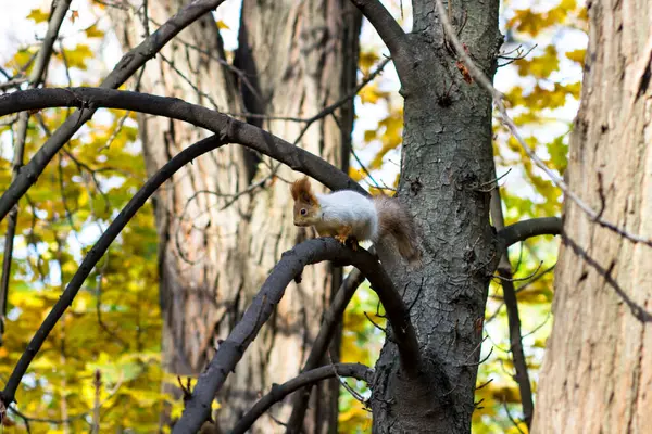 Wiewiórka Drzewo Jesienny Park Gryzonie Leśne Naturze — Zdjęcie stockowe
