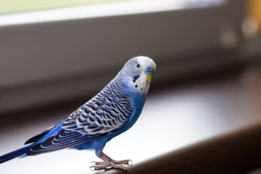 Mavi muhabbet kuşu yakın plan. Pencere pervazında evcil hayvan
