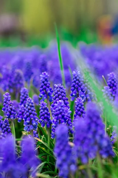 Baharın Mavi Çiçeklerinden Oluşan Bir Açıklık Muscari Baharda Çiçek Açar — Stok fotoğraf
