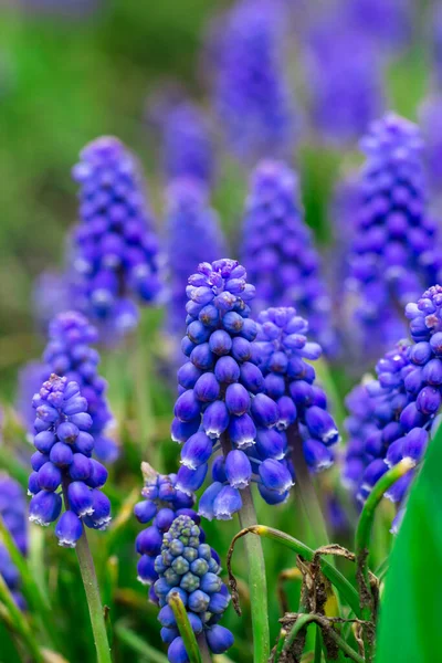 Een Muscari Blauwe Lentebloemen Voorjaarskaart — Stockfoto