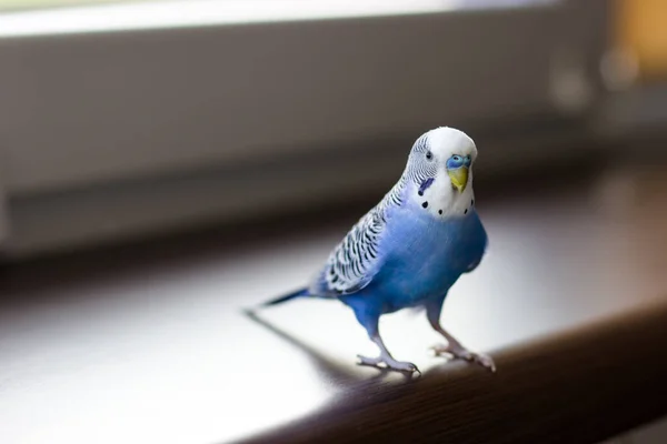 Niebieski Budgerigar Zbliżenie Pet Parapecie — Zdjęcie stockowe