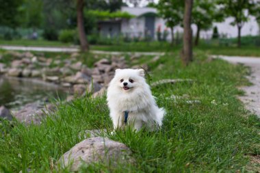 Yürüyüşe çıkmış şirin küçük beyaz tükürük. Parktaki gölün kıyısındaki beyaz köpek