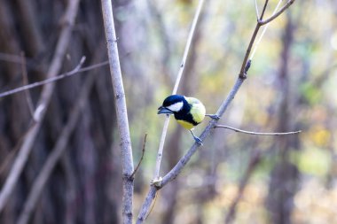 A yellow on a branch in a city park. Small bird of yellow and blue color