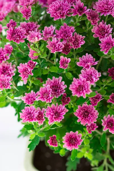 Top view of a bouquet of purple chrysanthemums. Flowers close-up