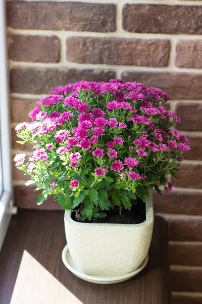 Indoor flowers in the interior. Bouquet of juicy chrysanthemums on the windowsill