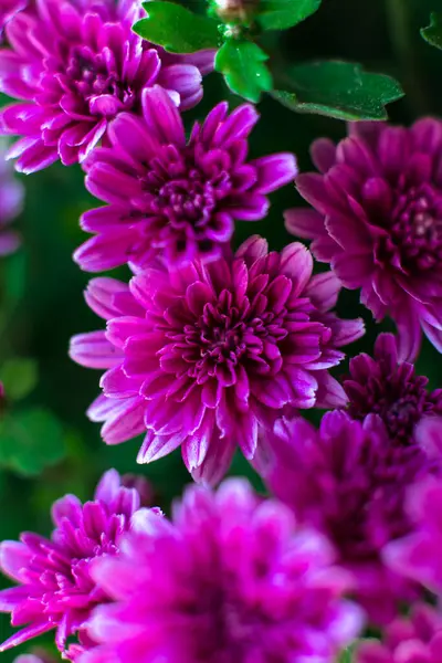 Juicy postcard with pink chrysanthemums. Flowers close-up