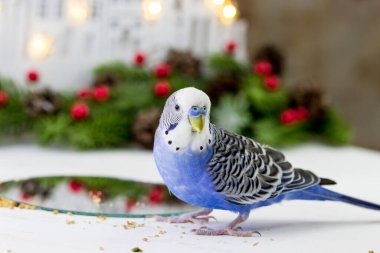 Budgerigar aynayla oynar. Noel atmosferi ve dekorasyonu