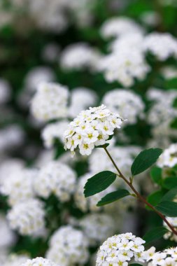 Çiçekli beyaz çelenk Spirea Spiraea arguta, gelin çelengi.